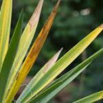 Why Does Yucca Turn Yellow and How to Revive It