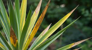 Why Does Yucca Turn Yellow and How to Revive It