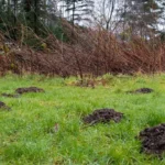 Vole Holes in Yard