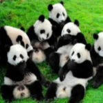 Top 10 Family-Friendly Destinations in Sichuan for Parents and Kids